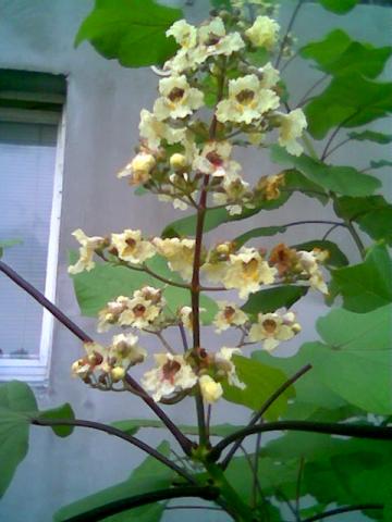 kwiat katalpy