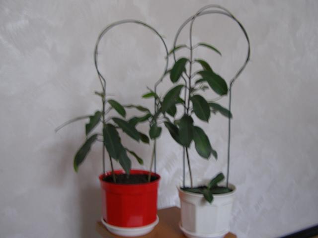 Młode roślinki stephanotisa.
