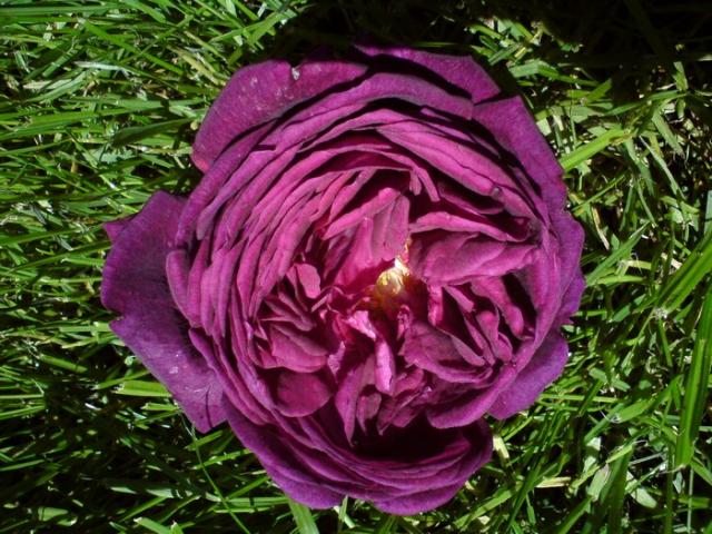Róża aksamitna