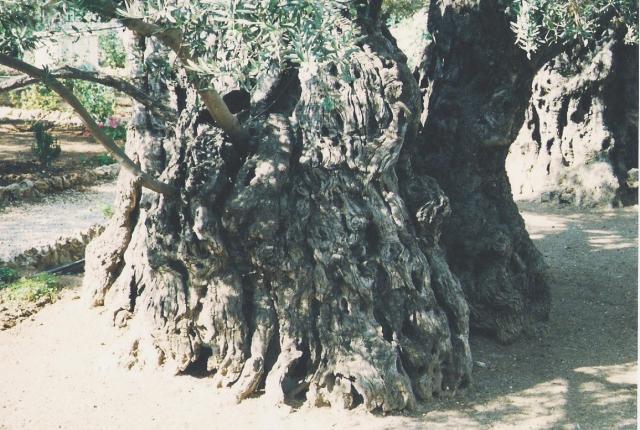 Trochę egzotyki   Drzewo Oliwne
