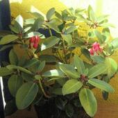 azalia/rododendron