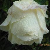 Biała Róża Dla Te