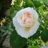 Kolejna Biała Róż