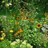 mój ogród sierpień - rudbekia, nagietki, rozchodnik okazały