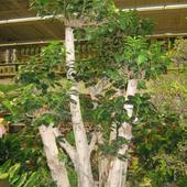 ogromne bonsai