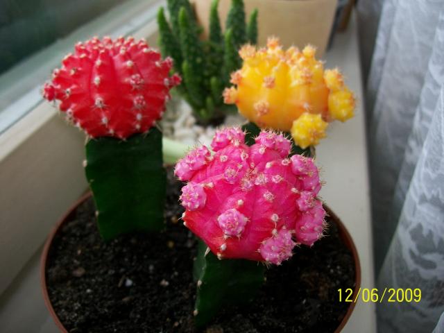 Kolorowe kaktusiki