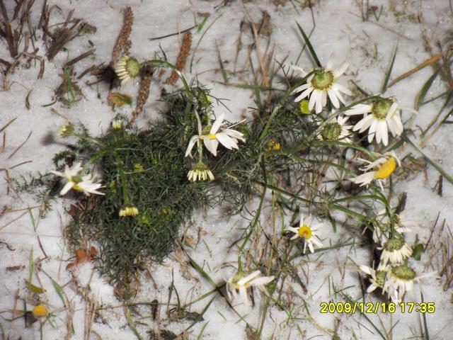 Kwiat wczesnej zimy - Rumianek