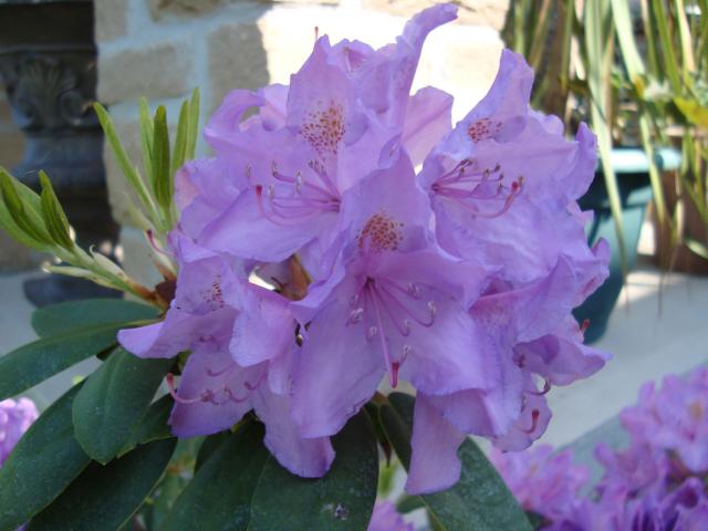 Rhododendron simisii