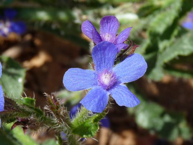kwiatuszek, błękitna fala