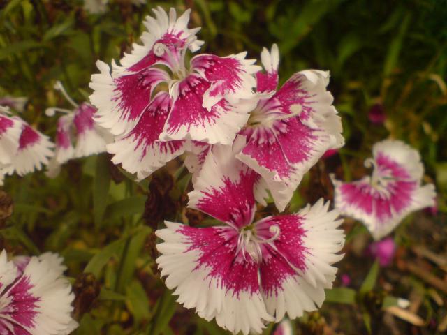 Kwiaty w Lister Park