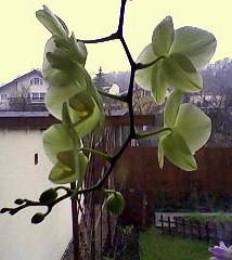 Orchidea cytrynkowa