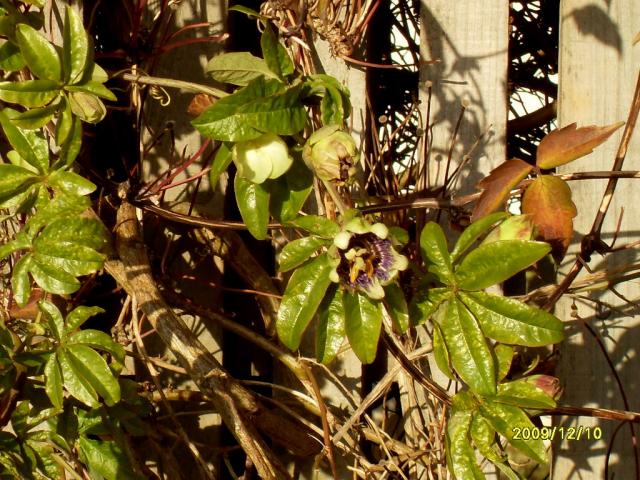 Passiflora grudniowa