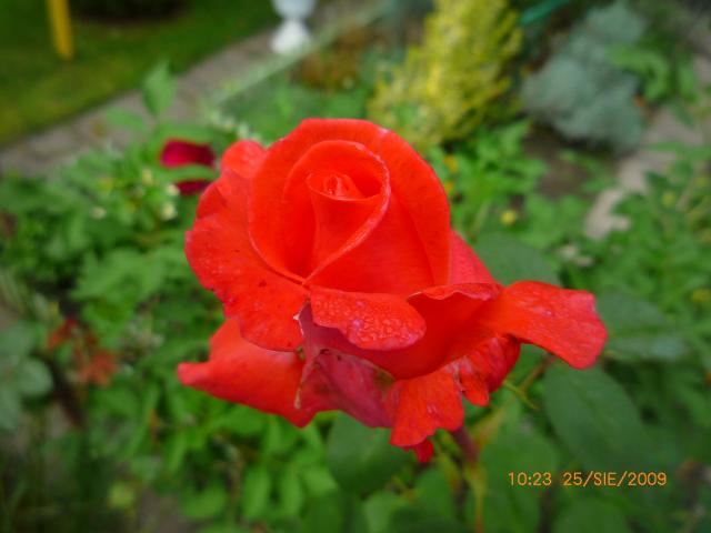 Róża c.d.
