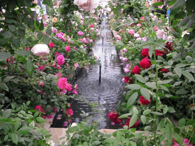 Różana alejka z fontanną