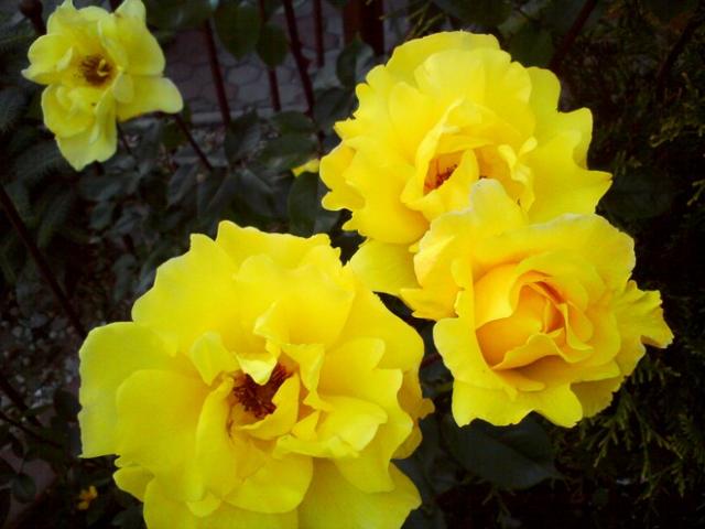 róże żółte pnące