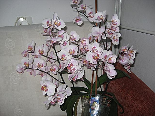 Storczyk  74 szt. kwiatów
