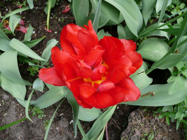 Tulipan pełny niski