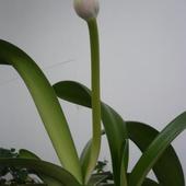 krasnokwiat biały