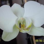Orchideceae