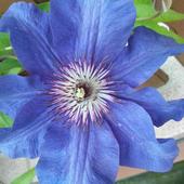 niebieski kwiatek