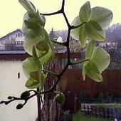 Orchidea cytrynkowa