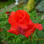Róża C.d.