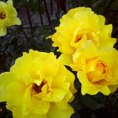 Róże żółte Pną