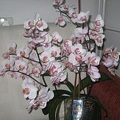 Storczyk  74 szt. kwiatów