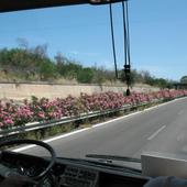 sycylia/autostrada w kwiatach