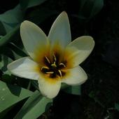 Tulipan botaniczny
