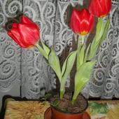Tulipany W Grudniu??