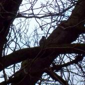 Wiewiórka Na Drzewi