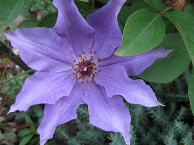 Clematis 'The president'