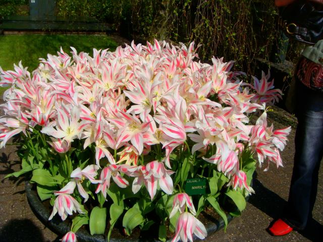 dwukolorowe tulipany