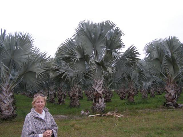 Farma palm