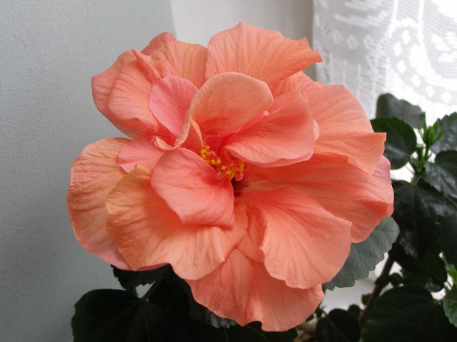 Hibiscus - róża chińska
