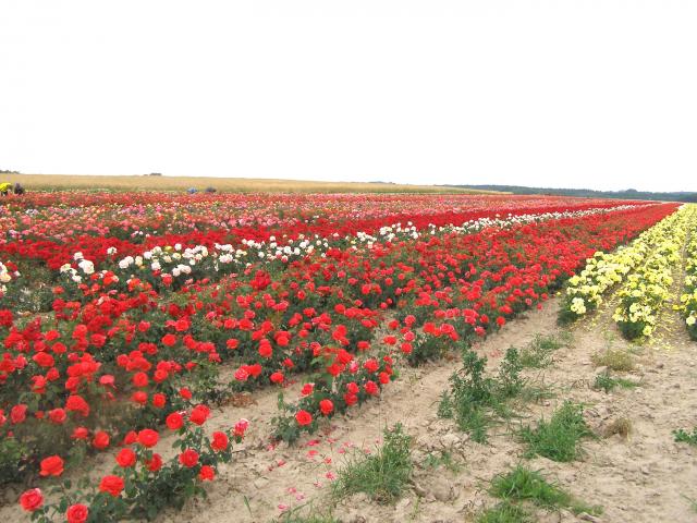 Hodowla róż w Chludowie koło Obornik Wlkp - kilka tysięcy krzewów