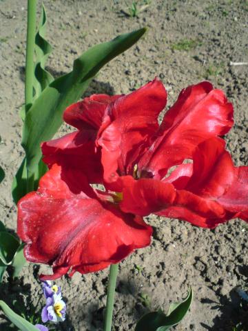 Mój nowy czerwony tulipan papuzi.