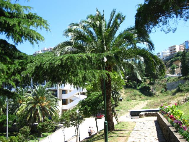 palmy w Czarnogórze