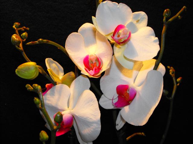 Phalaenopsis perłowy