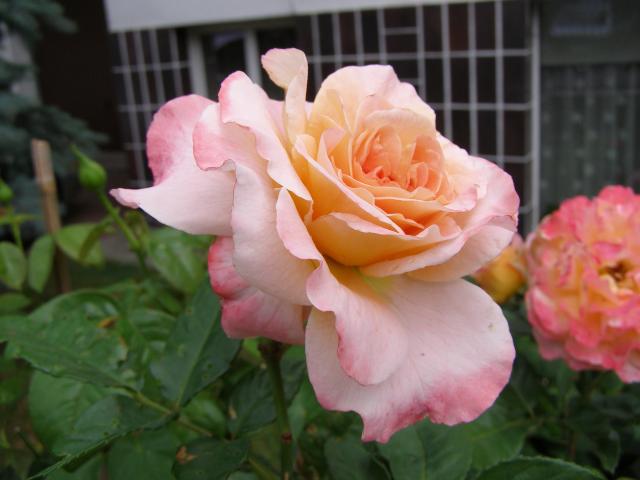 Róża - Albrecht Durer Rose