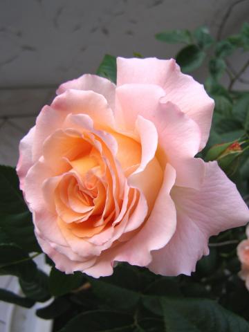 Róża - Augusta Luise - silnie pachnąca!!!   ( Rosen Tantau 1999 rok )