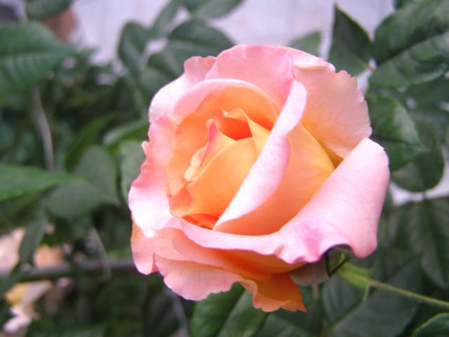 Róża - Augusta Luise - silnie pachnąca!!!   (Rosen Tantau 1999 rok)