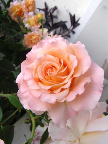 Róża - Augusta Luise - piękny zapach   ( Rosen Tantau 1999 rok )