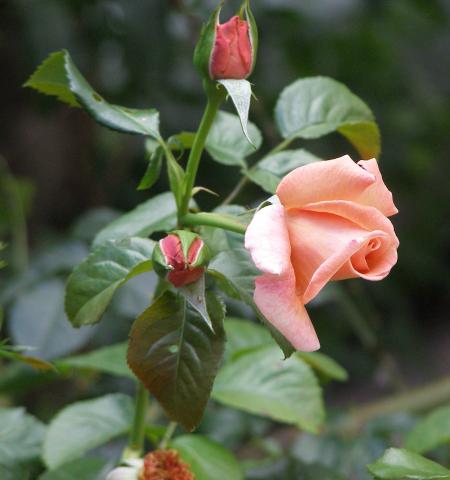 Róża pnąca - Barock   ( Rosen Tantau 1999 rok )