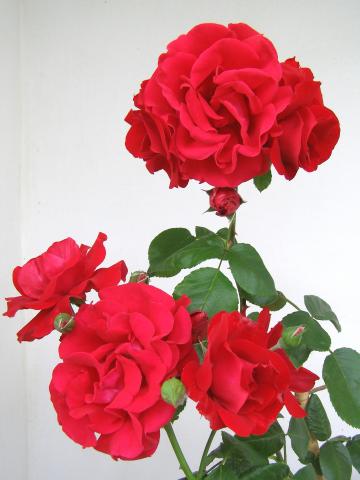 Róża pnąca - Santana - wyjątkowa czerwień.