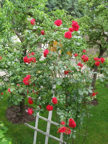 Róża pnąca - Sympathie - 5m wysoka,silna,kwitnie cały sezon
