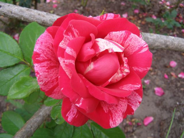 Róża - Deep Impression  ( Rosen Tantau 2008)
