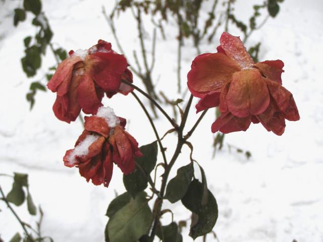Róże - Lilli Marleen w styczniu.....a jeszcze niedawno były takie piękne??