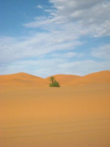 samotna palemka na Saharze
